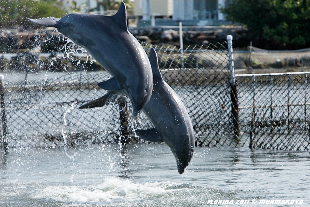 delfínci