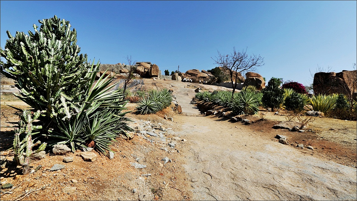 HAMPI - kaktusová cesta