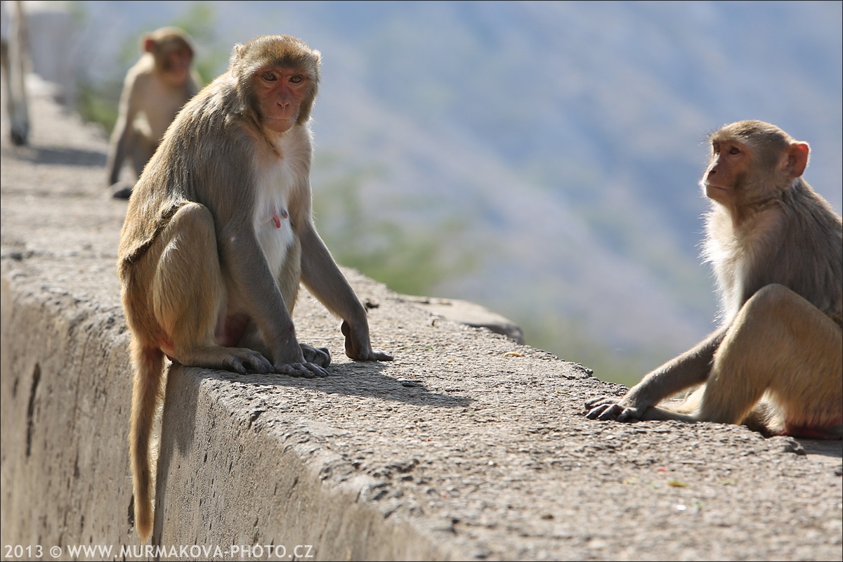 Jaipur - MONKEY TEMPLE