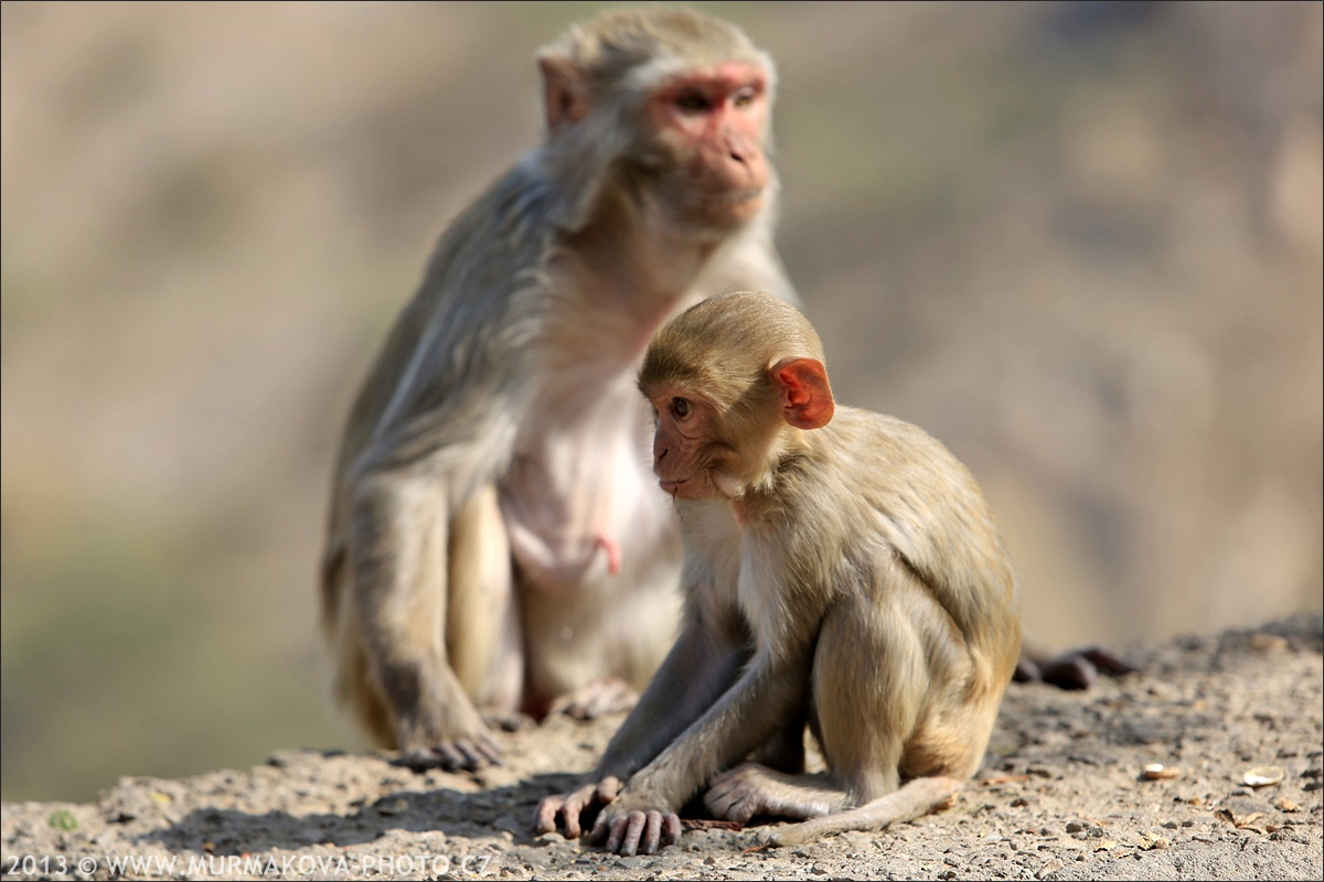 Jaipur - MONKEY TEMPLE