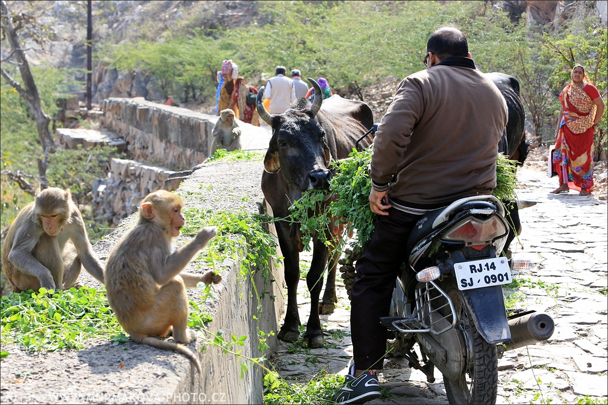 Jaipur - MONKEY TEMPLE