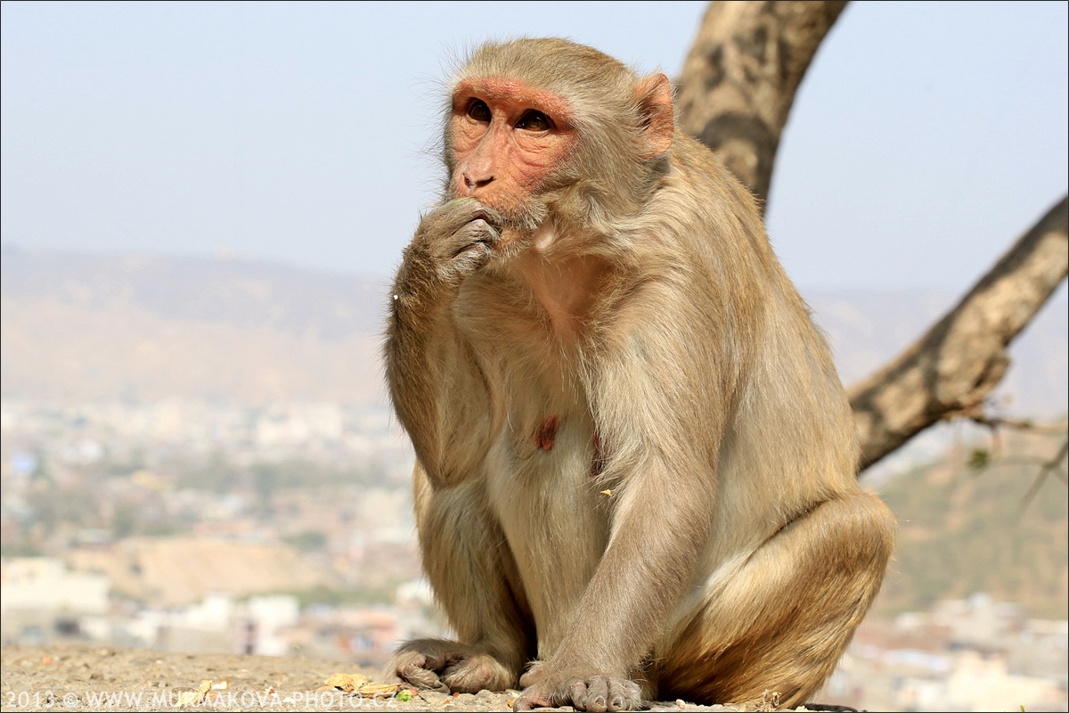 Jaipur - MONKEY TEMPLE