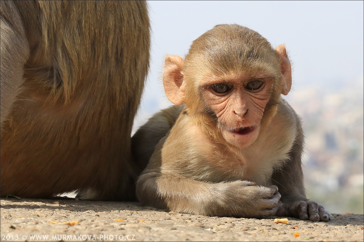 Jaipur - MONKEY TEMPLE