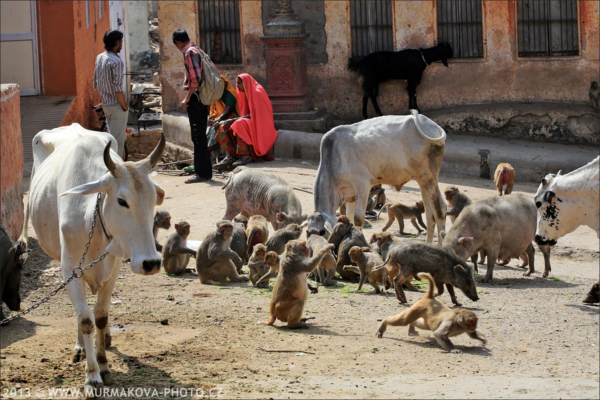 Jaipur - MONKEY TEMPLE