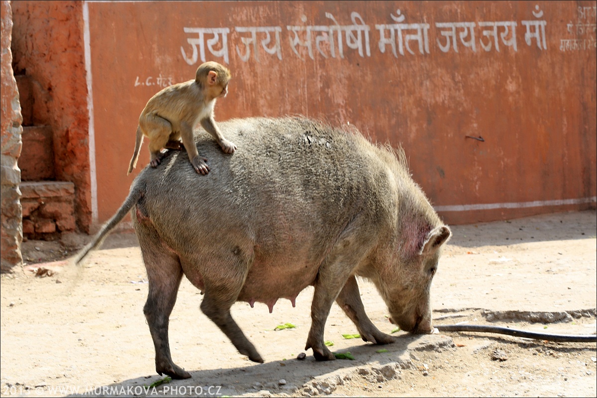 Jaipur - MONKEY TEMPLE