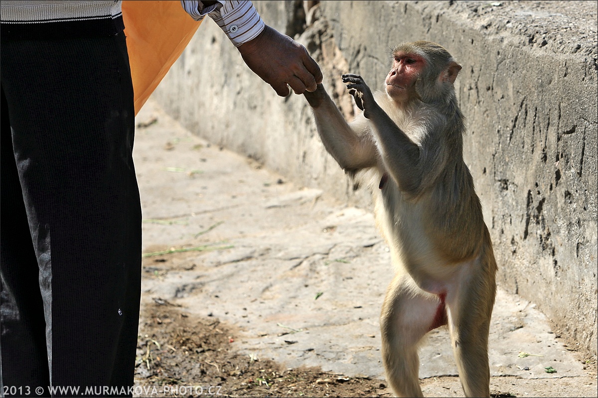 Jaipur - MONKEY TEMPLE