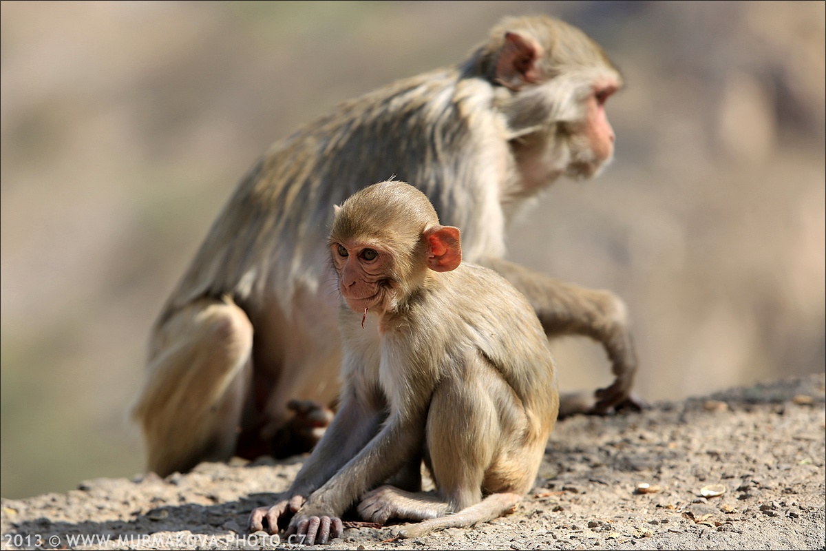 Jaipur - MONKEY TEMPLE