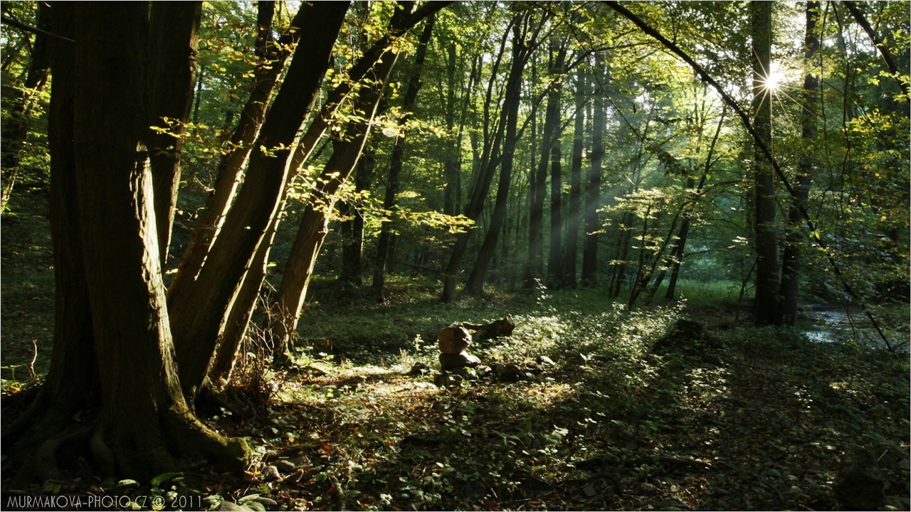 kamenní mužíci v lese