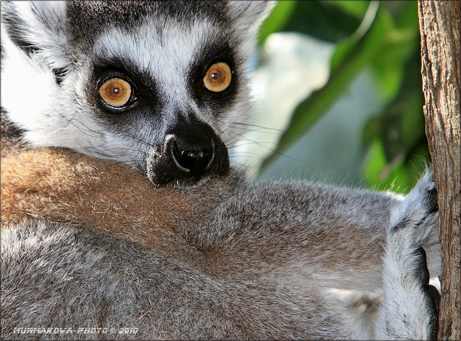 Lemur kata 