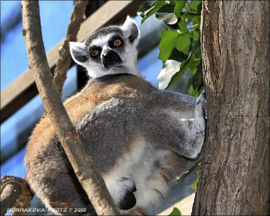 Lemur kata