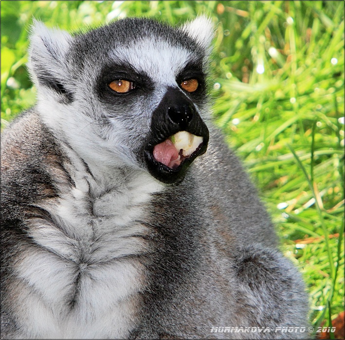 Lemur kata