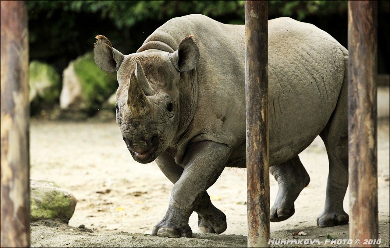 Nosorožec tuponosý