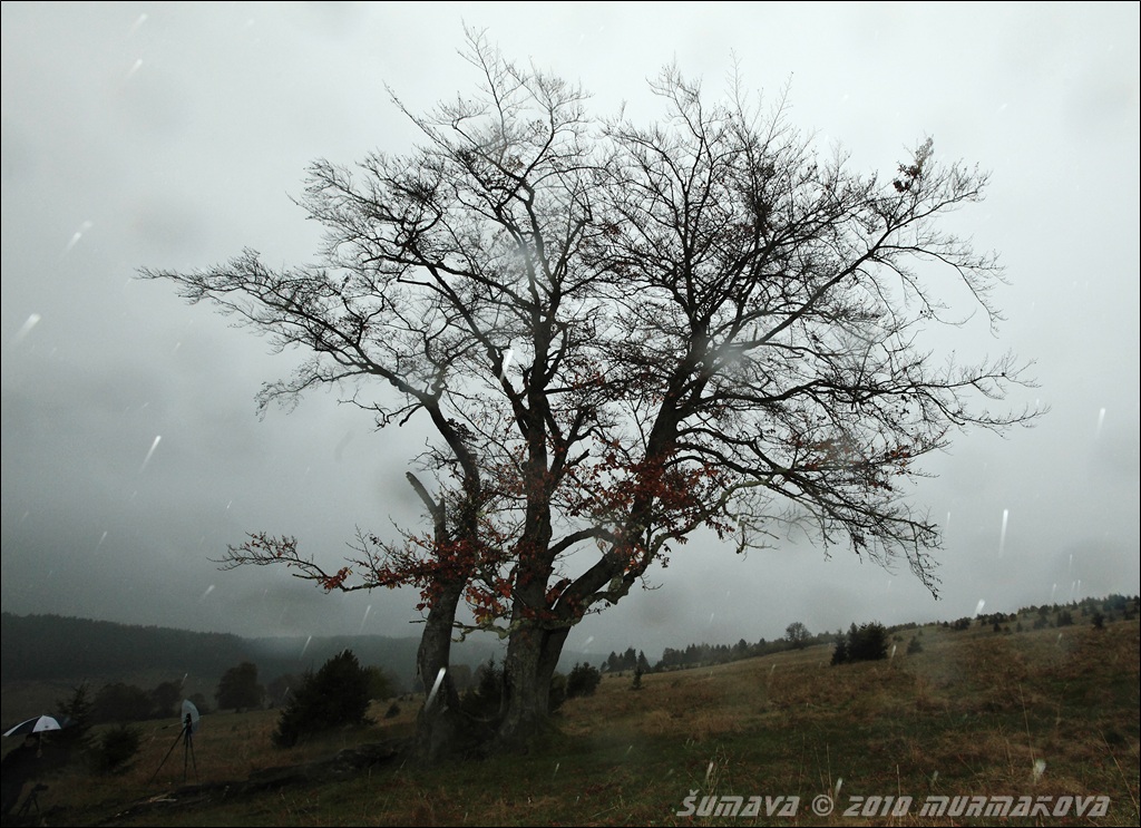 osamělý strom